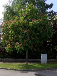 Aesculus carnea Briotii, rote Kastanie, SELTEN 80/100cm  