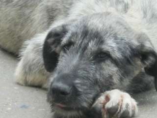 Irish Wolfhound Junghunde in Thüringen   Weira  Hunde & Zubehör 