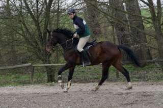 SPRINGPFERD (4J br. Wallach für den Turniersport), auch Tausch in 