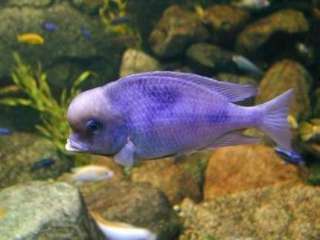 Delfinbuntbarsche direkt vom Züchter in Niedersachsen   Hespe 