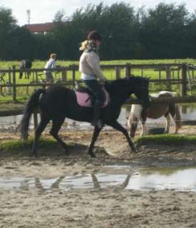 Deutsche Reitponystute in Dithmarschen   Buesum  Pferde & Zubehör 