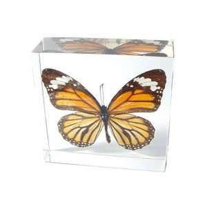   Paperweights Round Butterfly Danaus genutia Cramer