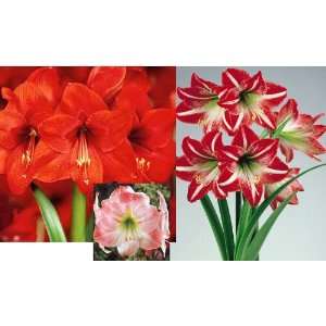  3 Large Mixed s Amaryllis Flower Bulbs 30 32 Patio, Lawn 