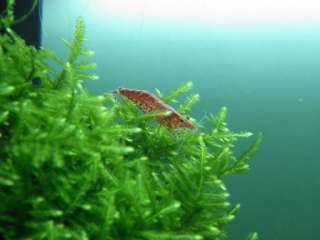 Christmas Moss PAD   LIVE AQUARIUM PLANT Red Shrimp  