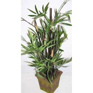  28 Potted Bamboo Plant