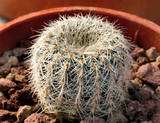 10 Frailea Pygmaea var Aureinitens cactus seeds  