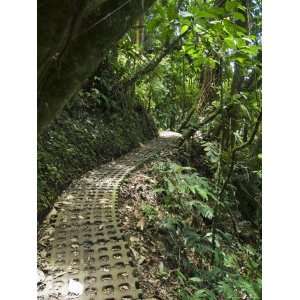 Hanging Bridges a Walk Through the Rainforest, Arenal, Costa Rica 