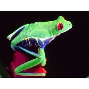 Red Eye Tree Frog on a Bromeliad, Native to Central America Stretched 