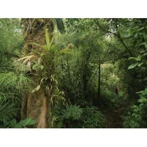  Rain Forest Tree with Bromeliad Plants, Costa Rica 