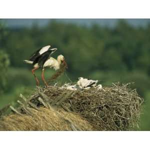  White Stork Bringing Building Material to her Nest of 