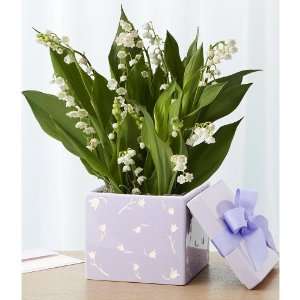 Fragrant Lily of the Valley Bulb Garden  Grocery & Gourmet 