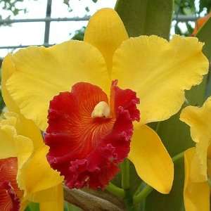 SC42 Orchid Plant Blc Alma Kee Tipmalee AM/AOS  Grocery 