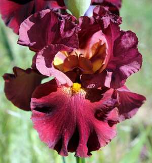 Rip City Bearded Iris Perennial   Potted  