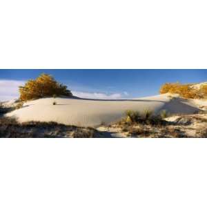 Desert Plants in White Sands National Monument, New Mexico, USA 