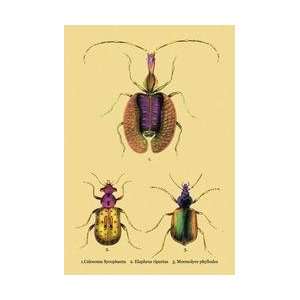   Sycophanta Elaphrus Raperius et al #2 24x36 Giclee