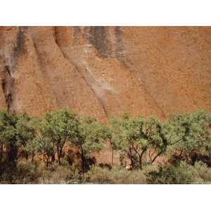  Stark Green Foliage of Desert Bloodwoods Set against Uluru 