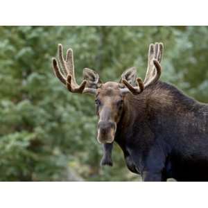 Bull Moose (Alces Alces), Roosevelt National Forest, Colorado, United 