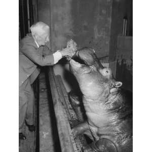  Hippopotamus in St. Louis Zoo, Being Fed by Zookeeper 