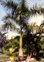 CUBAN Royal Palm FAST Growing LIVE Plant Tree Cuba  