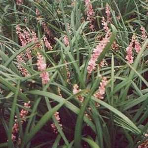  Liriope muscari Samantha Bare Root