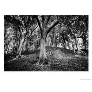 Woods at County Tipperary, Ireland Places Giclee Poster Print by Simon 