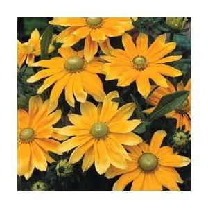  Prairie Sun Black Eyed Susan   Rudbeckia   4 Plants Patio 