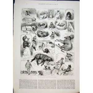   Kennel Club Dog Show Crystal Palace London Dogs 1883