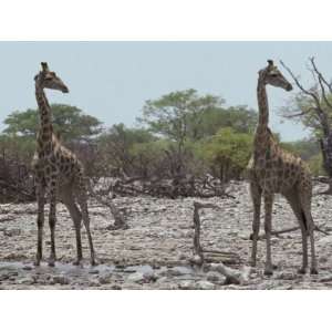 Giraffe Pair Identically Posed, Head in Profile, Eyes and Ears Alert 