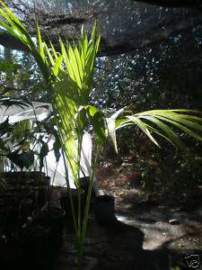 Rare 3Gallon Carpoxylon macrospermum Live Palm Tree  