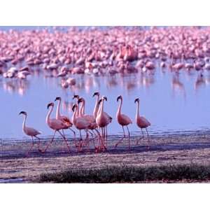  Female Flamingo Followed by Males as Mating Ritual Premium 