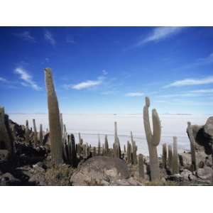  Cacti on Inkawasi Island, Salar De Uyuni, Uyuni Salt Flats 