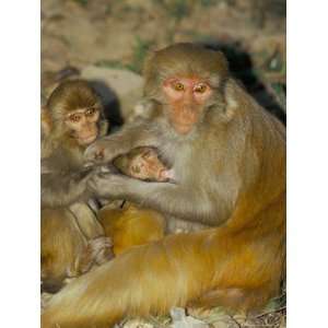  Family of Macaque Monkeys, Keoladeo Ghana National Park 