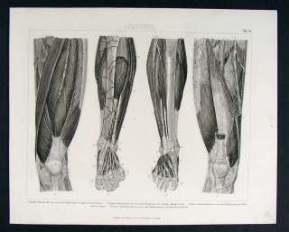 1874 Print   Human Anatomy Legs & Feet Muscles Tendons  