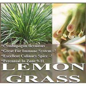   GRASS LEMONGRASS SEEDS ~Used fresh or dried Patio, Lawn & Garden
