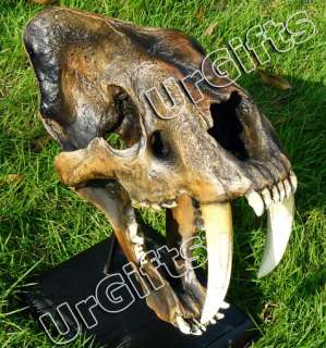 Replica Smilodon Saber Tooth Sabertooth Tiger 11 Skull B  