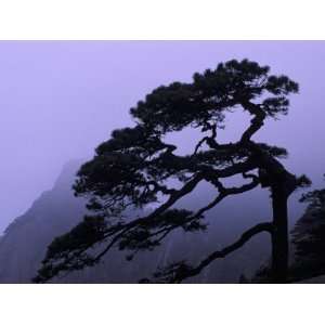  Seeing Off Pine Tree on Mt. Huangshan (Yellow Mountain 