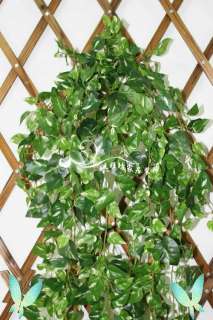41.3 Silk Ivy Scindapsus aureus Wedding Vine Plant 05  