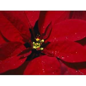  A Close View of Dew Drops on a Poinsettia Plant Stretched 