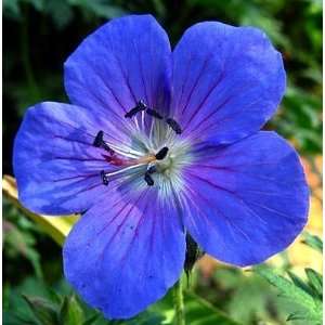  Hardy Geranium Johnsons Blue NEW  Potted Patio, Lawn 