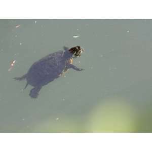  Red Eared Slider Turtle Swimming in Water Photographic 