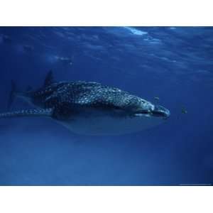  Whale Shark, with Swimmers, W. Australia Photographic 