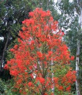 large glossy green deeply lobed leaves are also an asset